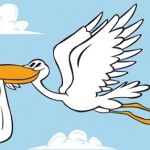 stork_b2